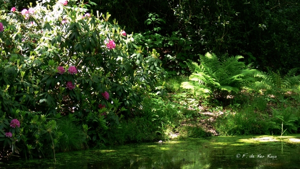 Bois des Moutiers (362) Mai 2012